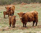 Highland Cattle 9Y316D-055